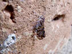 Imagem de Brixia albomaculata Distant 1906