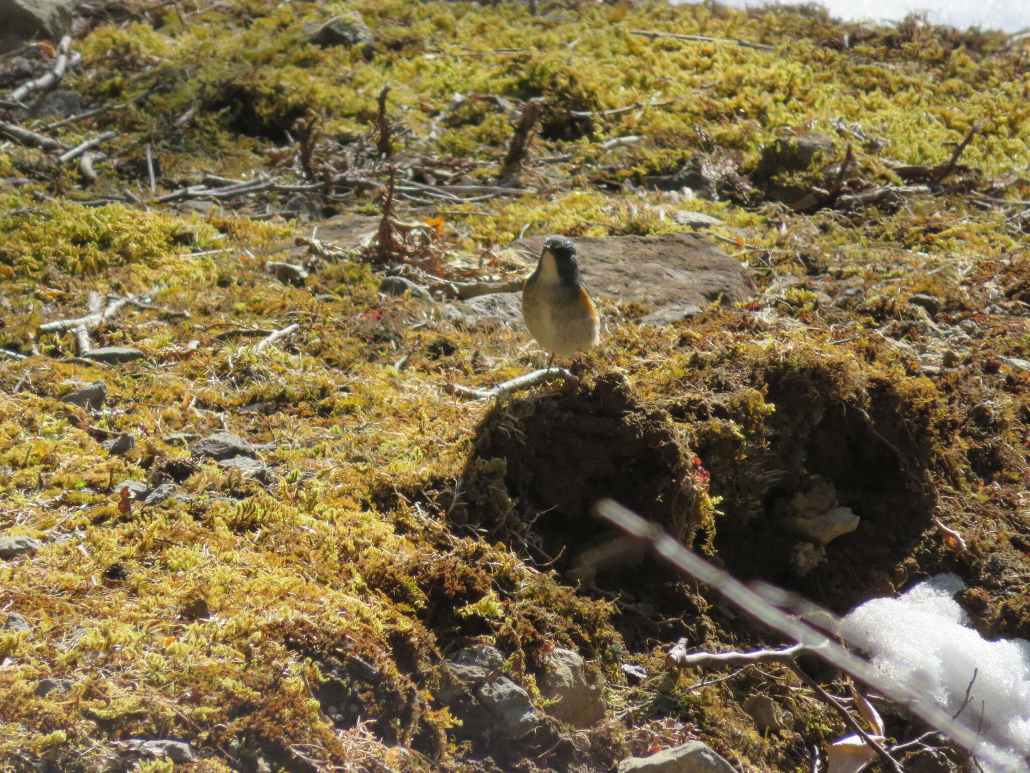 Image of Orange-flanked Bush-Robin