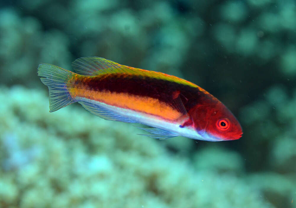 Image of Yellowband wrasse