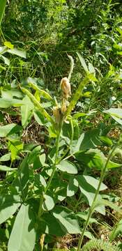 Image of Spread-Fruit Golden-Banner