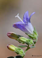 Imagem de Campanula hierapetrae Rech. fil.