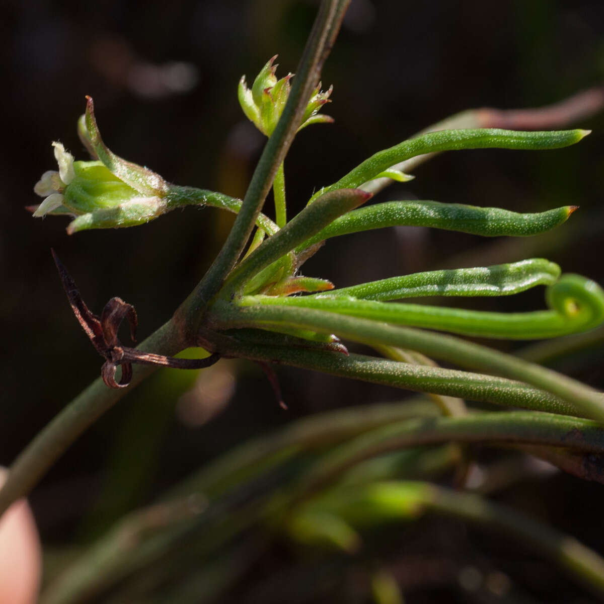 Image of Centella fusca (Eckl & Zeyh.) Adamson