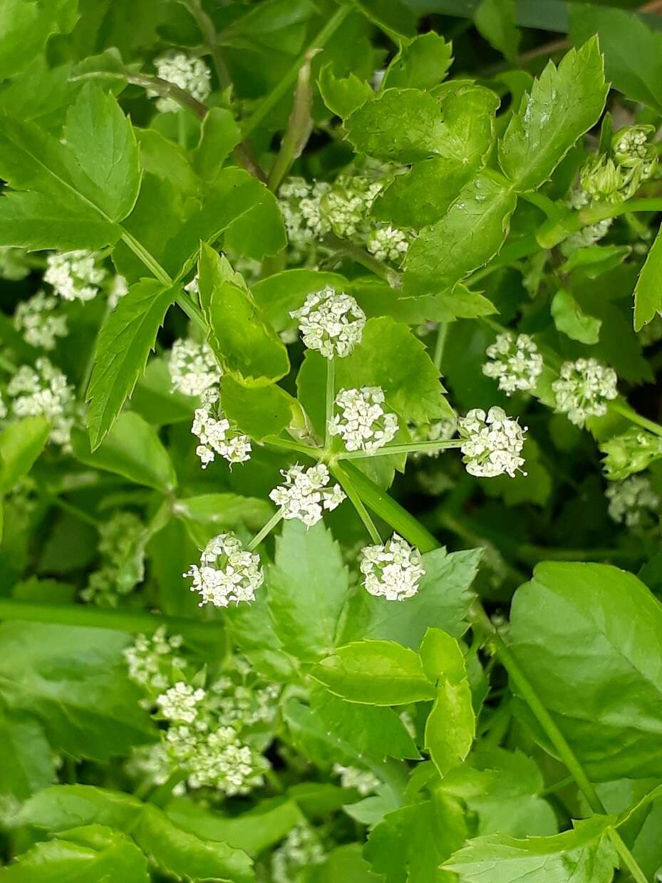 Image of Fool's-Watercress