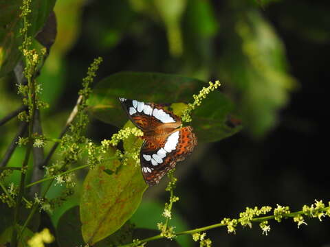 Image of Moduza procris milonea