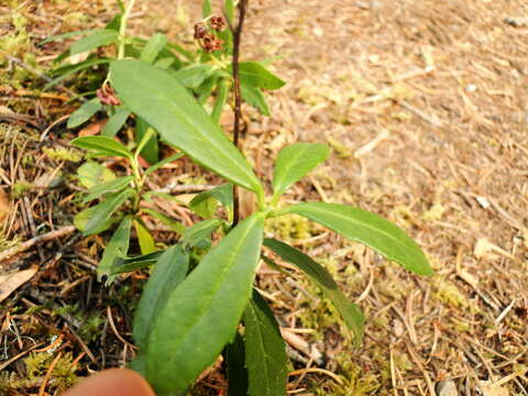 Image of pipsissewa