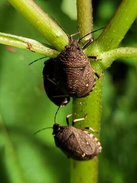 Image of Homalocoris Perty 1833