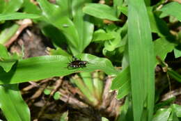 Image of Dianemobius fascipes (Walker & F. 1869)