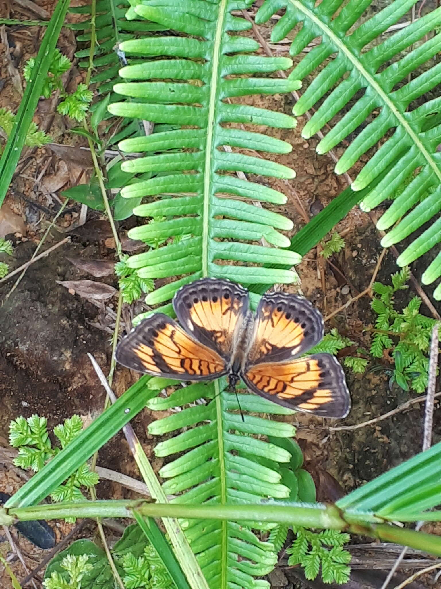 Image of Junonia sophia Fabricius 1793