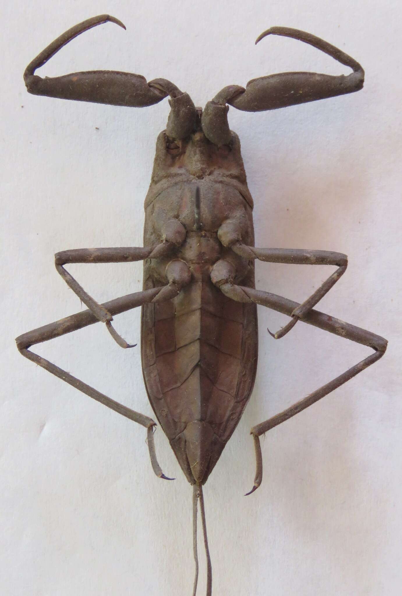 Image of Laccotrephes fuscus (Linnaeus 1758)