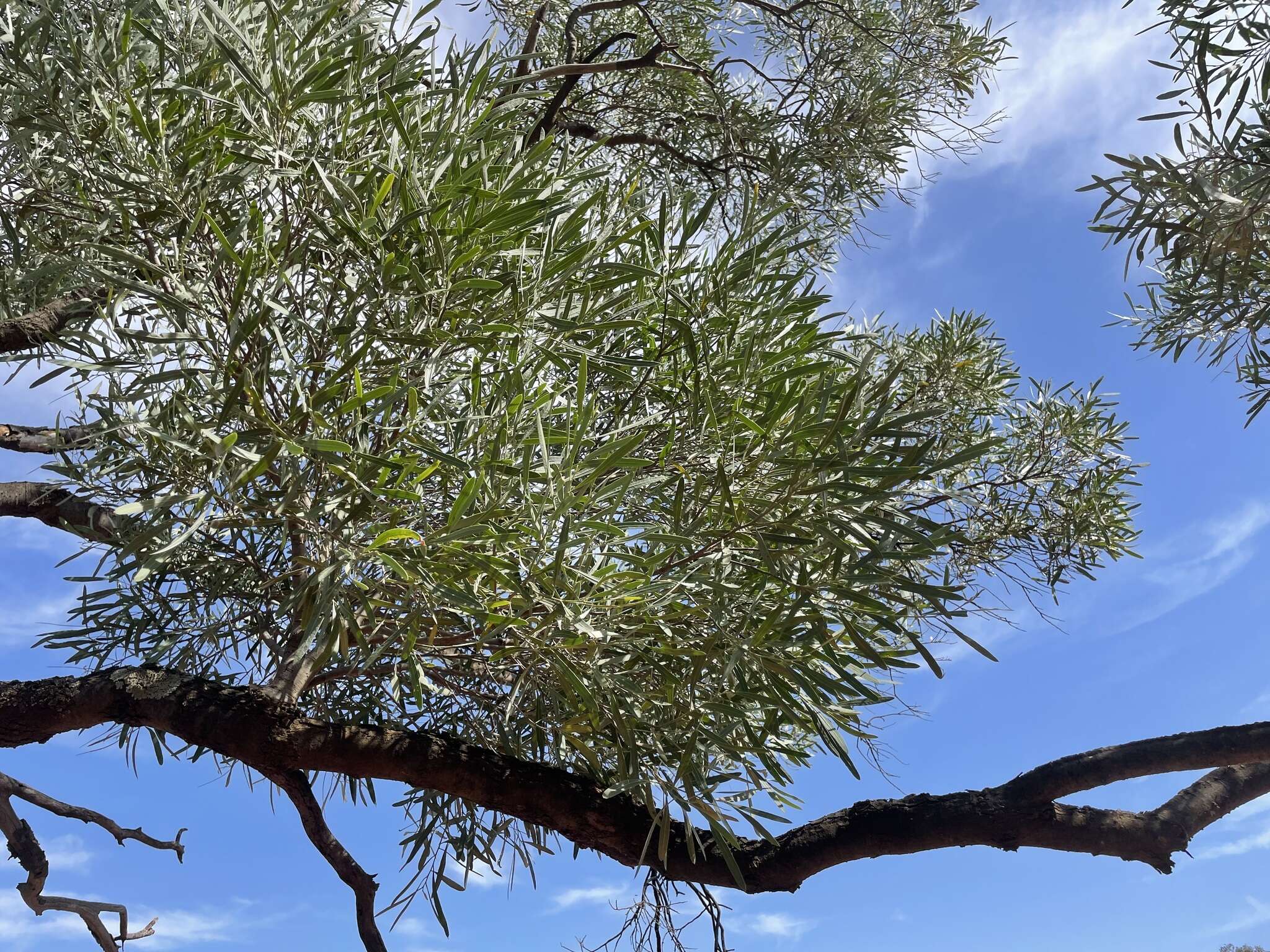 Image of Alectryon oleifolius subsp. canescens S. Reyn.