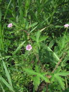 Image of fanleaf geranium