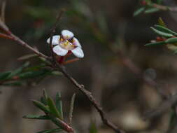 Image of Euryomyrtus ramosissima subsp. prostrata (Hook. fil.) Trudgen