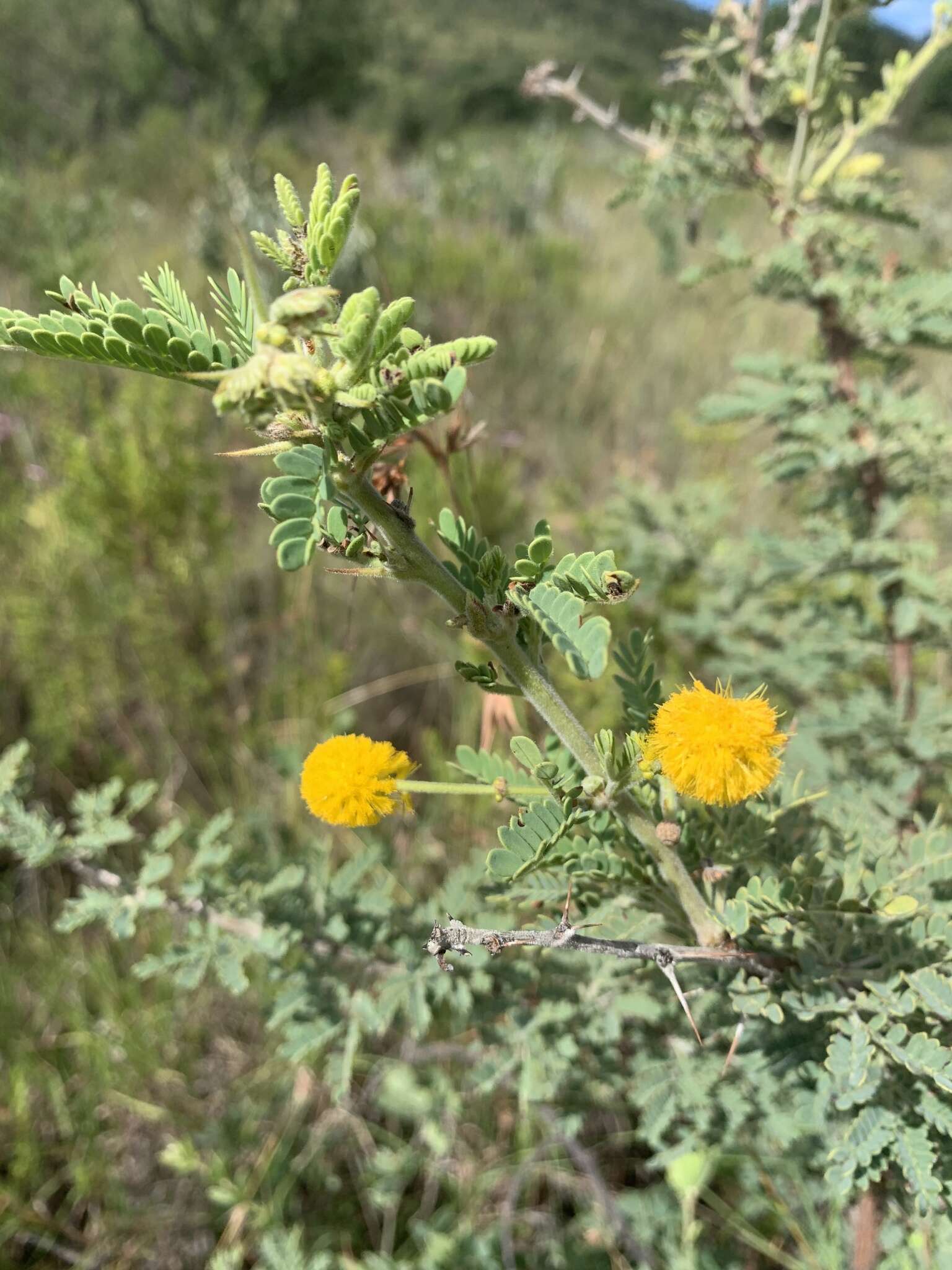 Image of Vachellia robbertsei (P. P. Sw.) Kyal. & Boatwr.