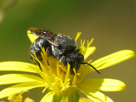 صورة Stelis punctulatissima (Kirby 1802)