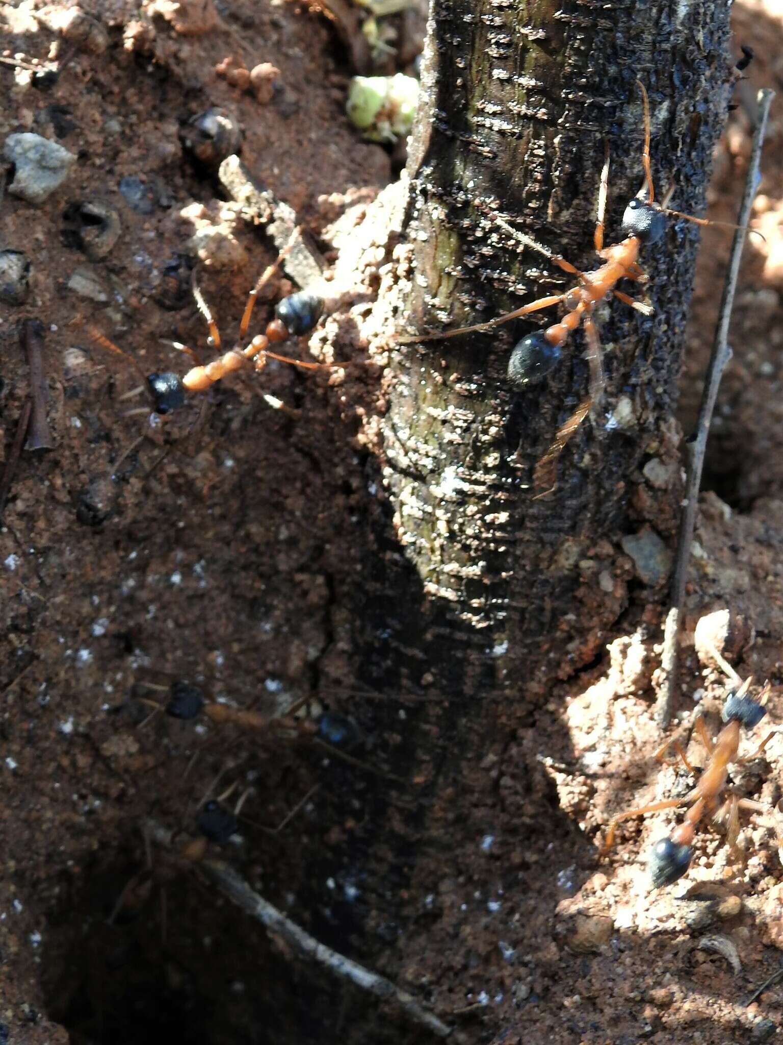 صورة Myrmecia desertorum Wheeler 1915