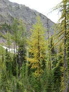 Image of Alpine Larch