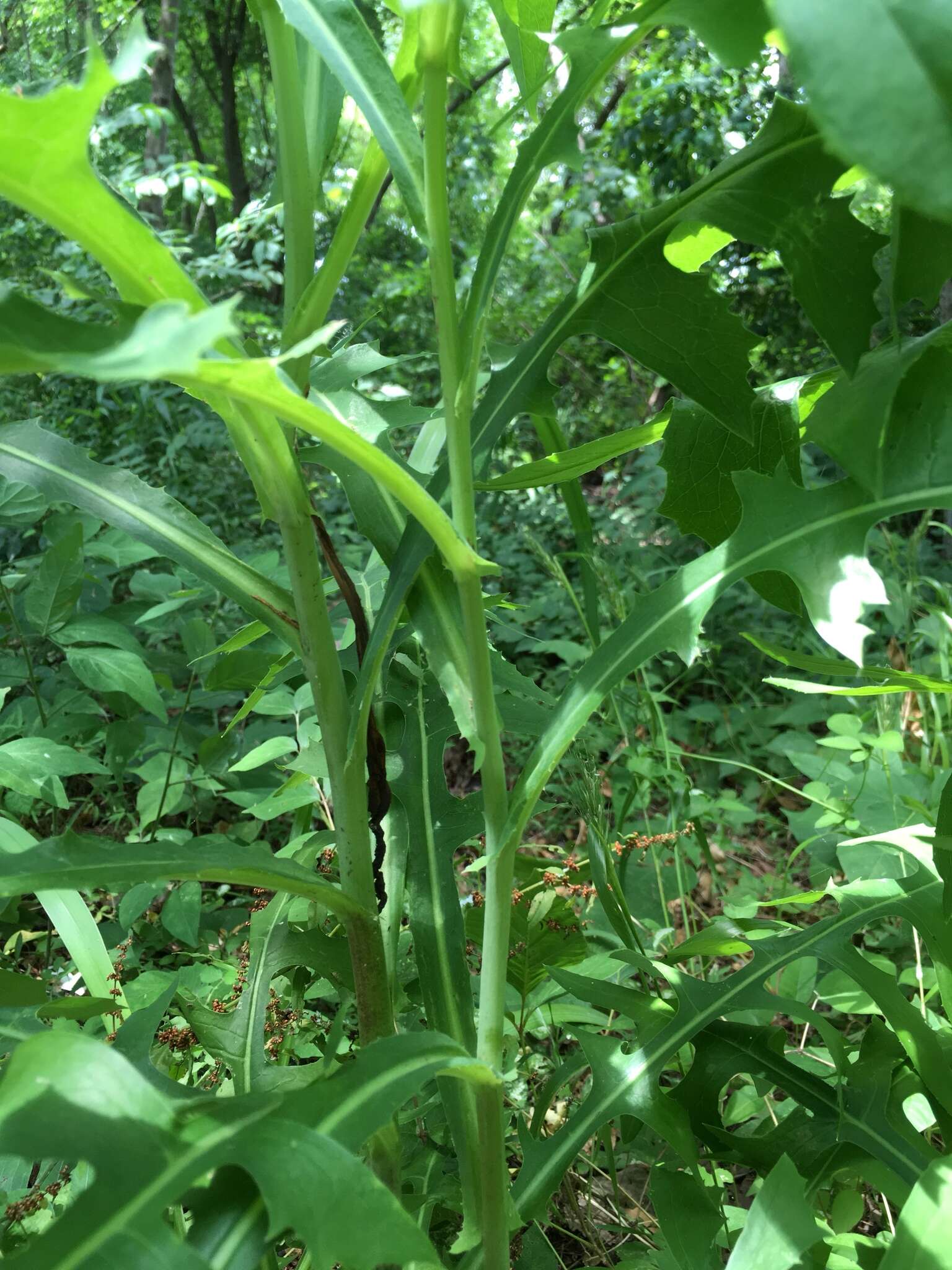 Imagem de Lactuca canadensis L.