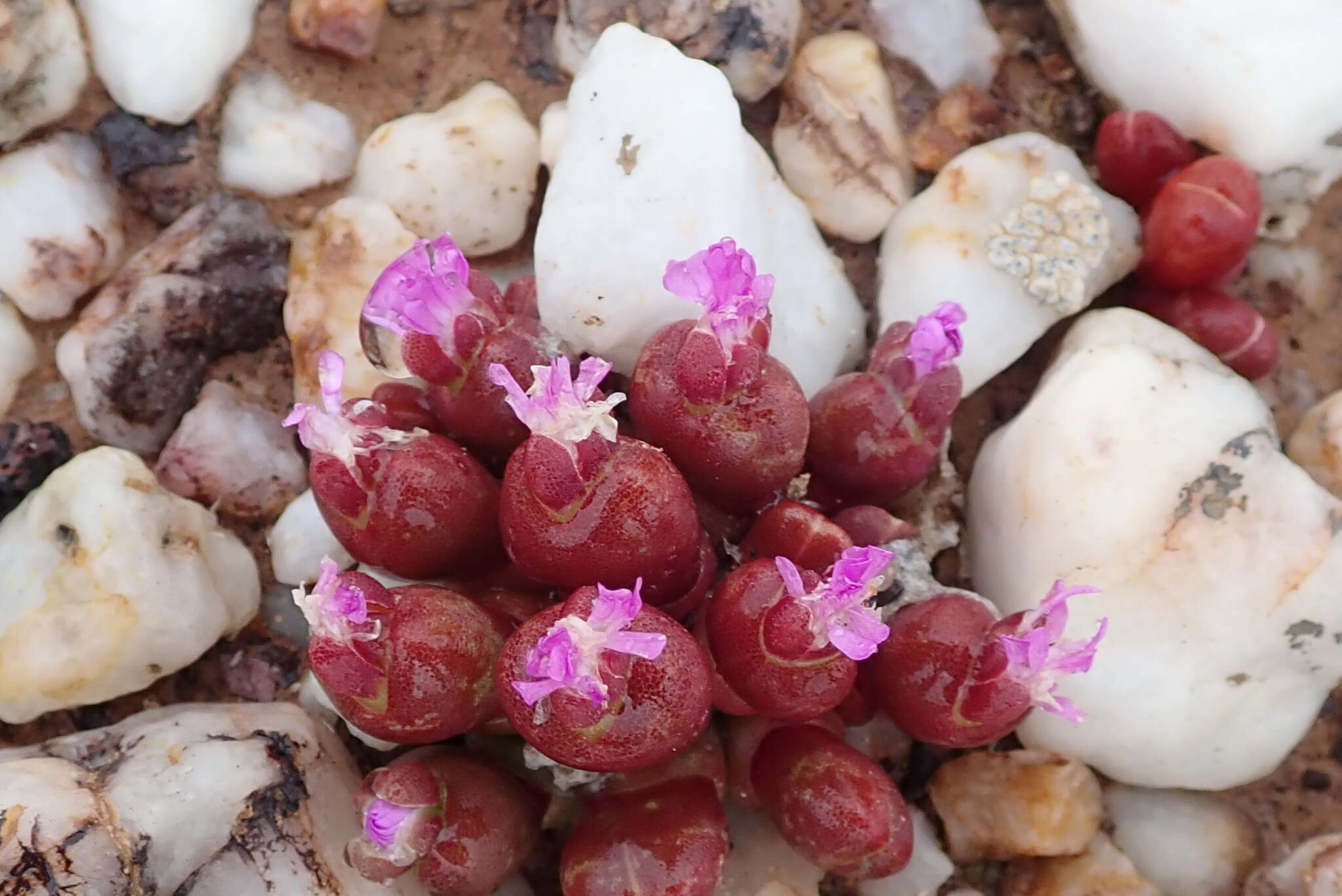 Image of Oophytum nanum (Schltr.) L. Bol.