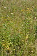 Image of Senecio sarracenicus L.