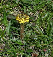 Soroseris hookeriana (C. B. Cl.) Stebbins的圖片