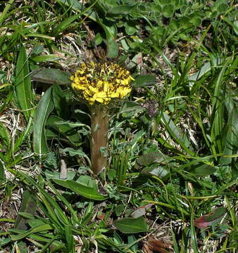 Image of Soroseris hookeriana (C. B. Cl.) Stebbins