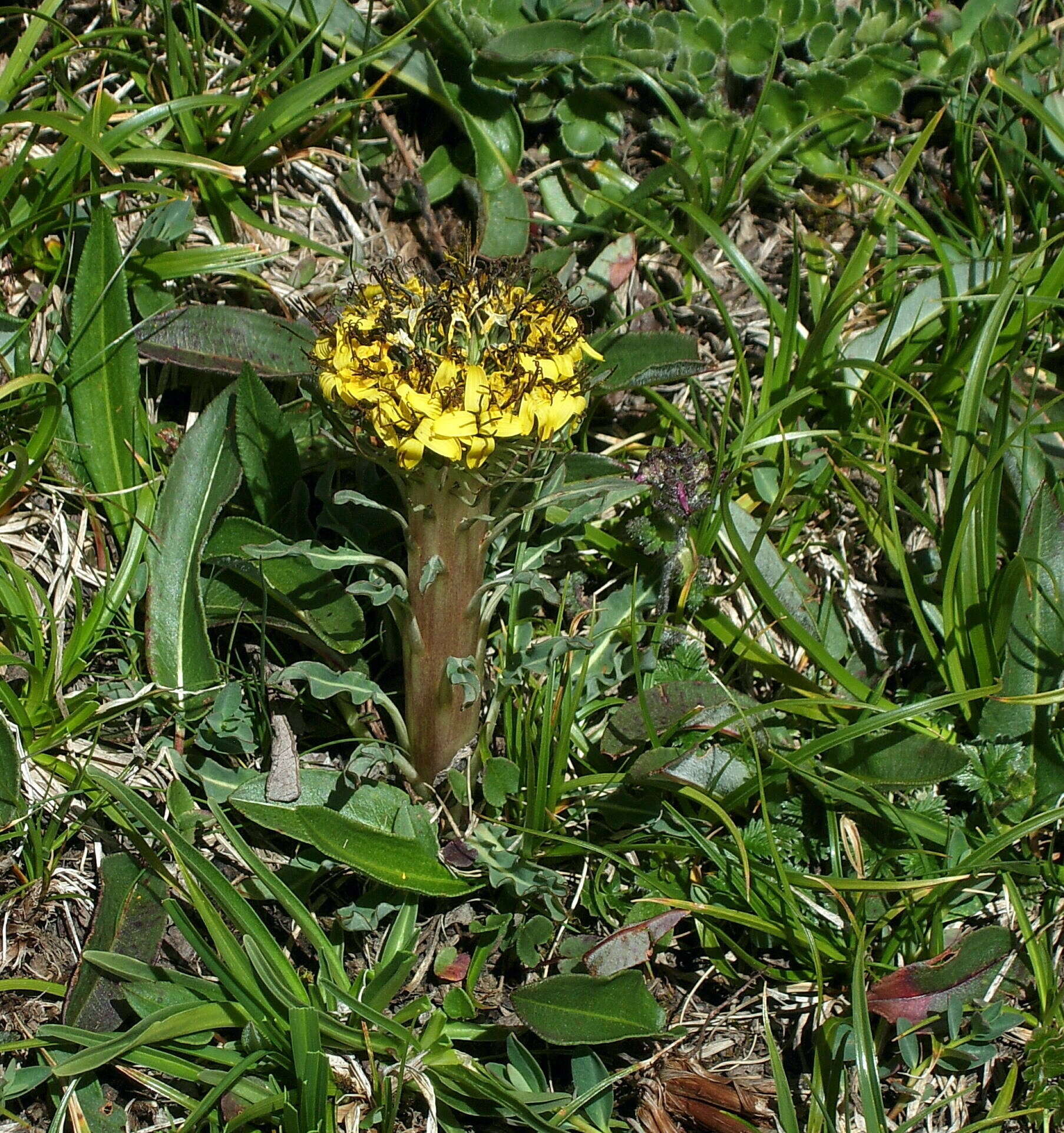 Soroseris hookeriana (C. B. Cl.) Stebbins的圖片