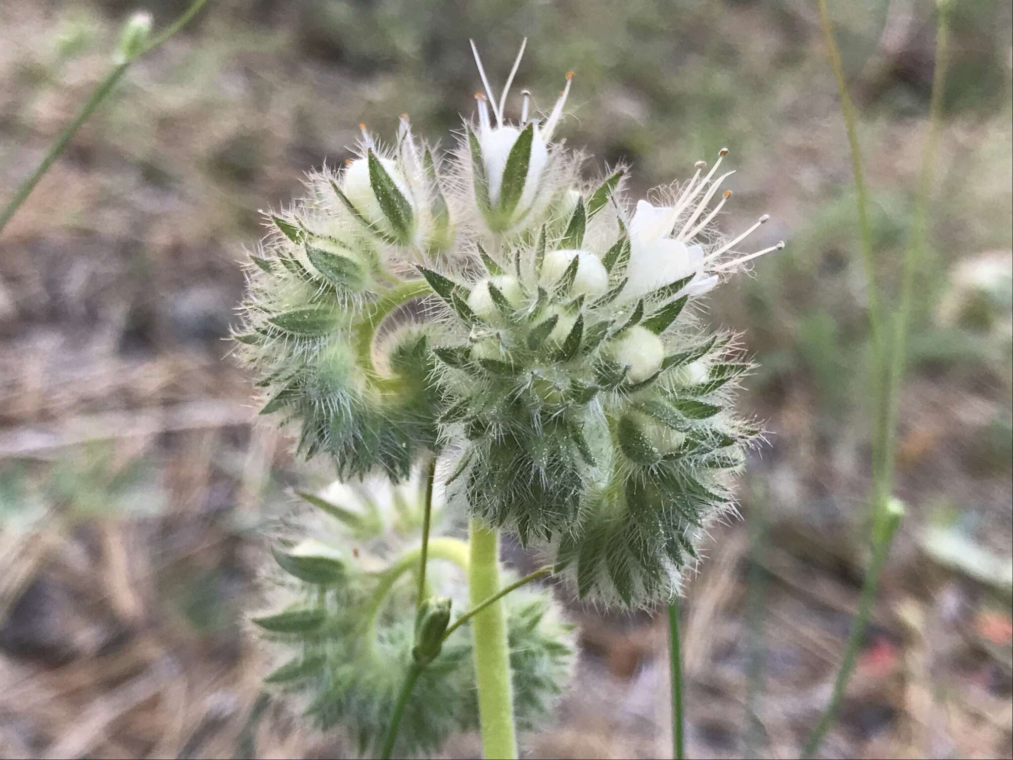 Phacelia egena (Greene ex Brand) J. T. Howell的圖片