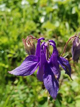 Image of Bulgarian Columbine