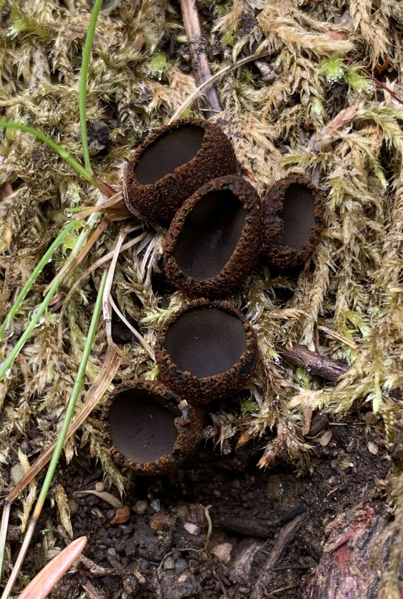 Imagem de Plectania harnischii M. Carbone, Agnello, A. D. Parker & P. Alvarado