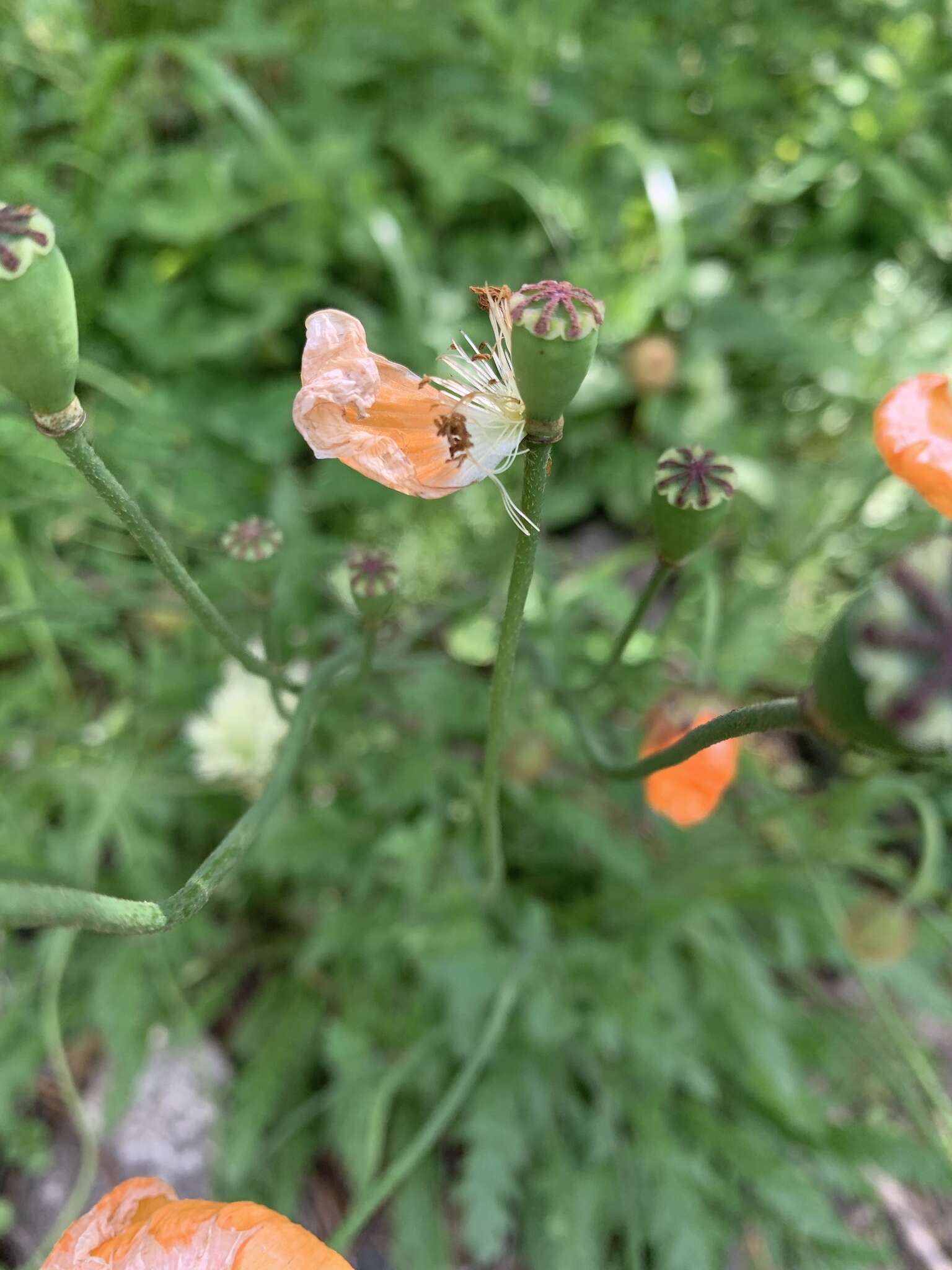 Image of Papaver oreophilum Rupr.