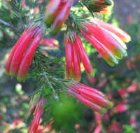 Image of Erica unicolor subsp. georgensis E. G. H. Oliv. & I. M. Oliv.