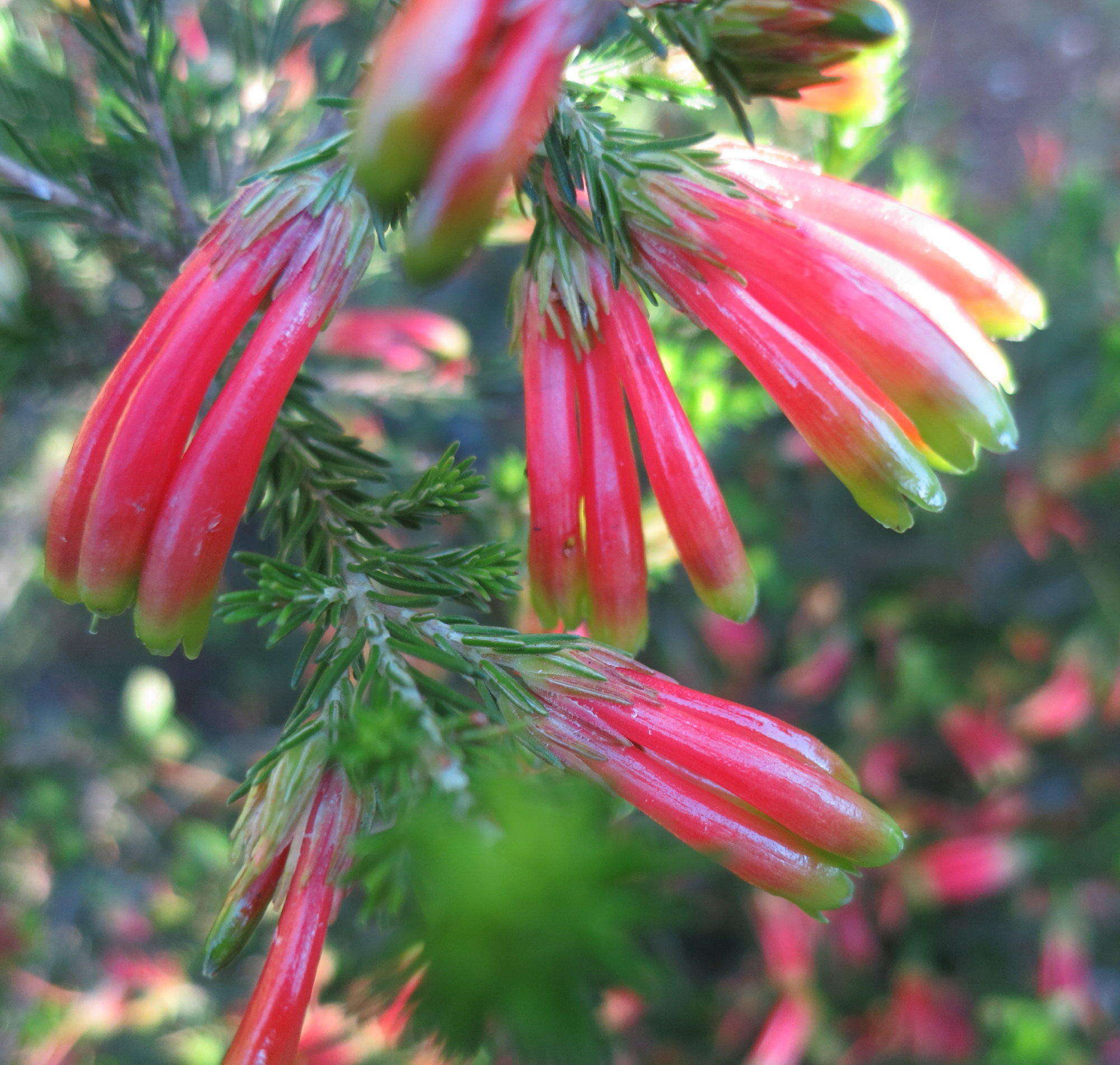 Image of Erica unicolor subsp. georgensis E. G. H. Oliv. & I. M. Oliv.