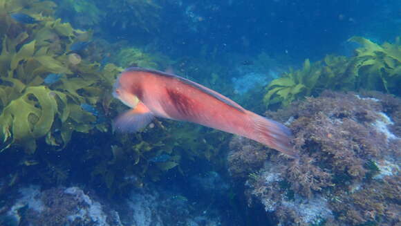 Image of Eastern king wrasse