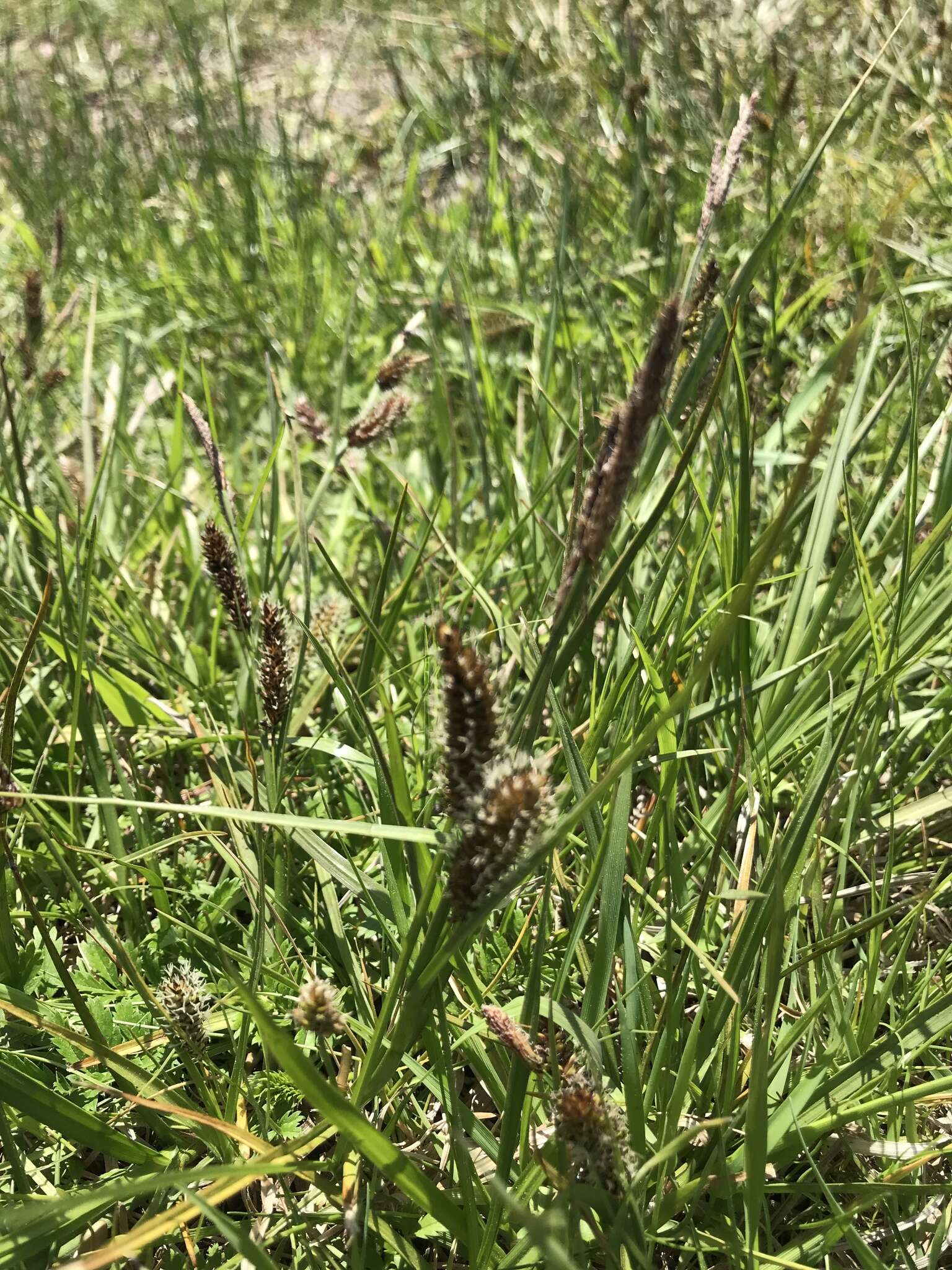 Sivun Carex pamirensis subsp. dichroa Malyschev kuva