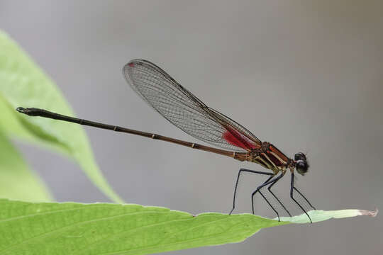 Image of Hetaerina occisa Hagen ex Selys 1853