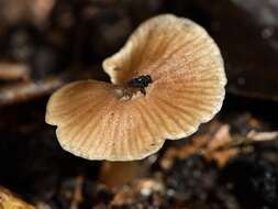 Image of Entoloma aromaticum E. Horak 1973