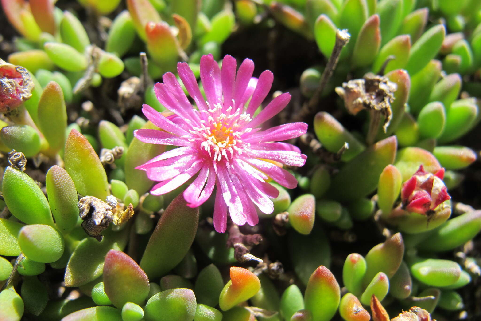 صورة Delosperma basuticum L. Bol.