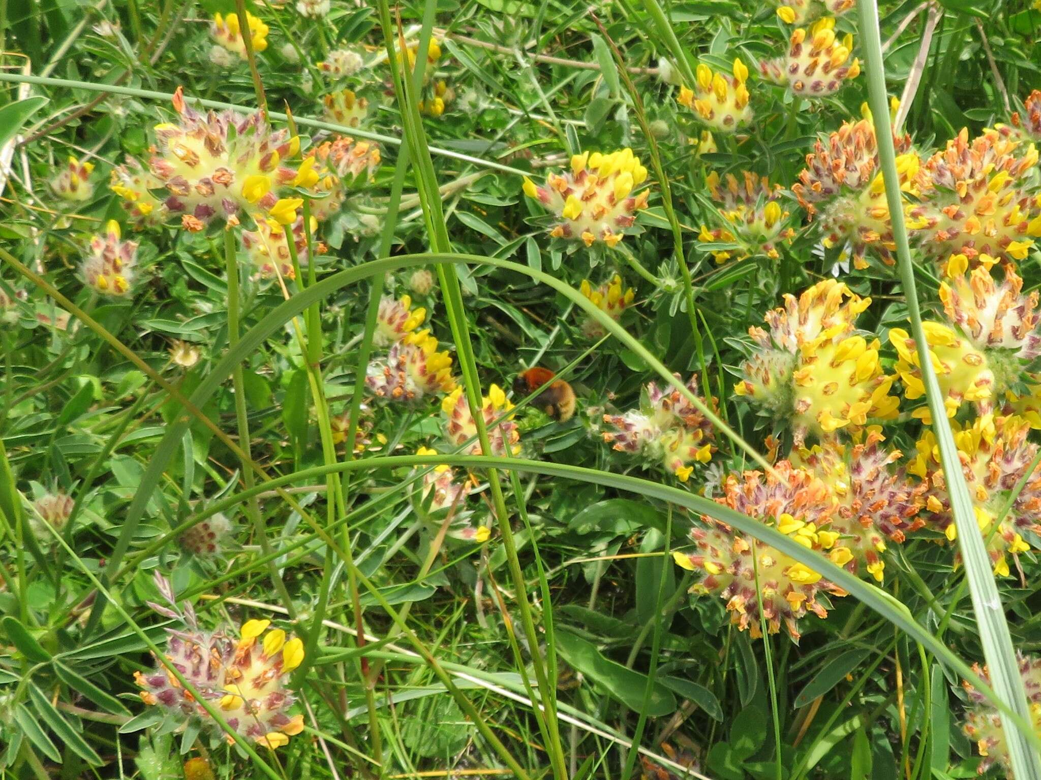 Imagem de Bombus muscorum (Linnaeus 1758)