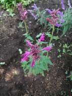 Imagem de Agastache mexicana (Kunth) Lint & Epling