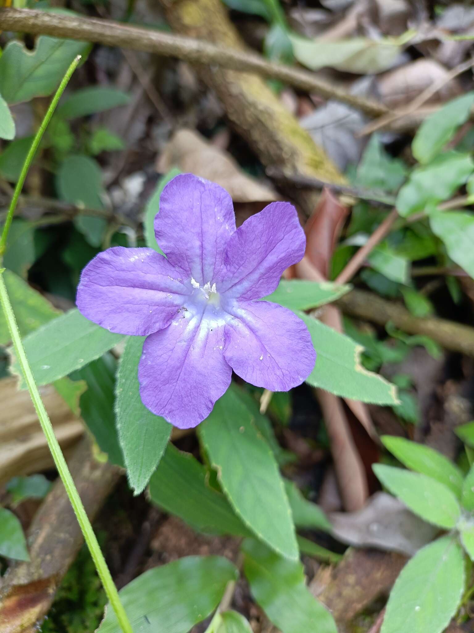 Imagem de Ruellia longepetiolata (Oerst.) Hemsl.