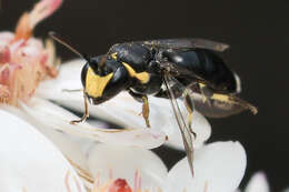 Image of Hylaeus bituberculatus (Smith 1879)