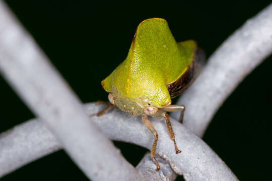 Image of Telamona excelsa (Fairmaire) Fairmaire