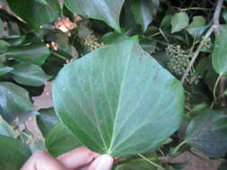 Image of Algerian ivy