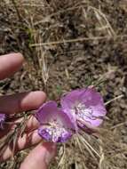 Image de Clarkia bottae (Spach) H. & M. Lewis