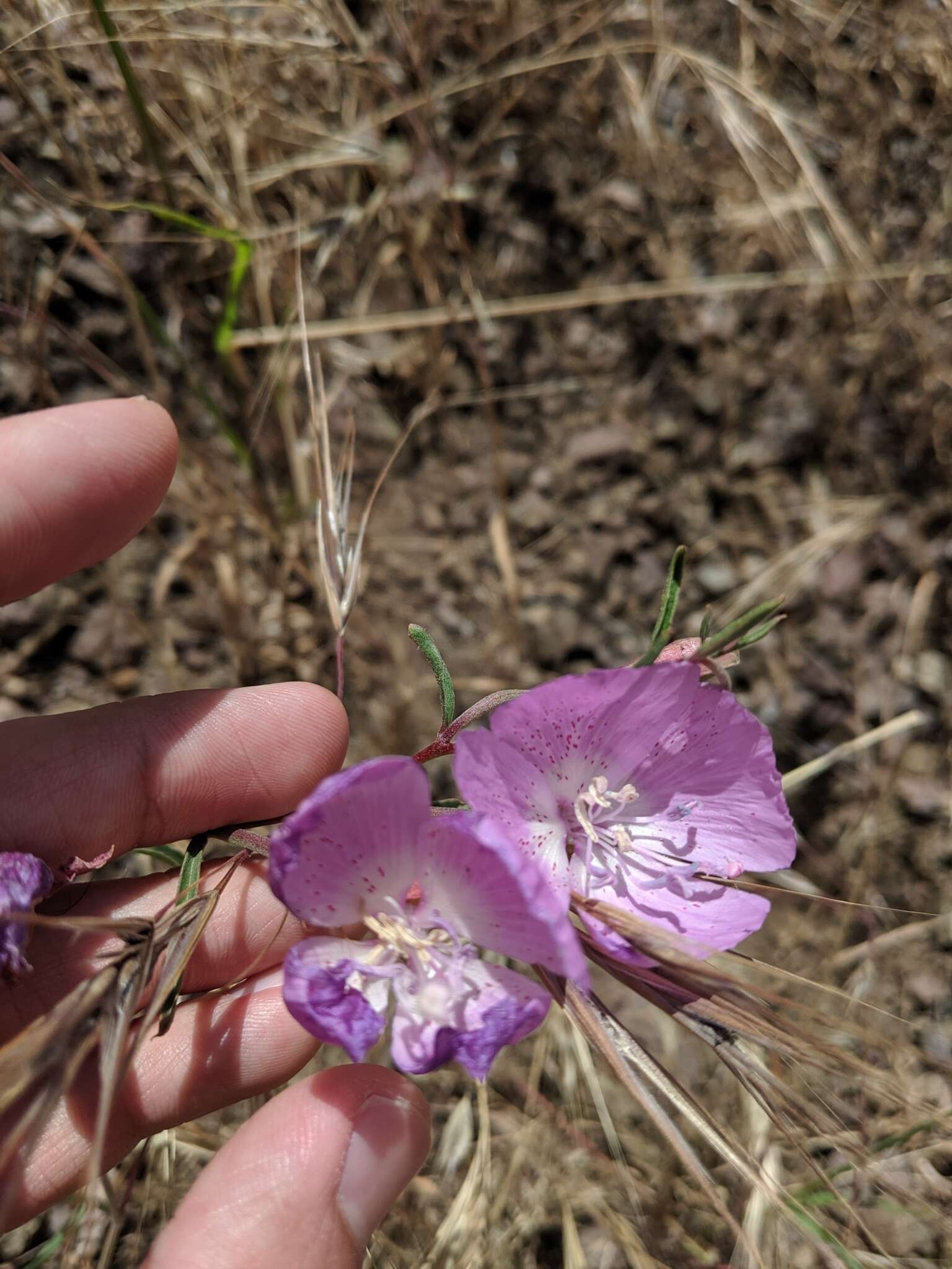 Image de Clarkia bottae (Spach) H. & M. Lewis