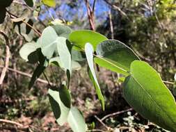 Image of silver-leaf ironbark