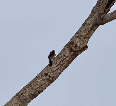 Image of Crested Barbet