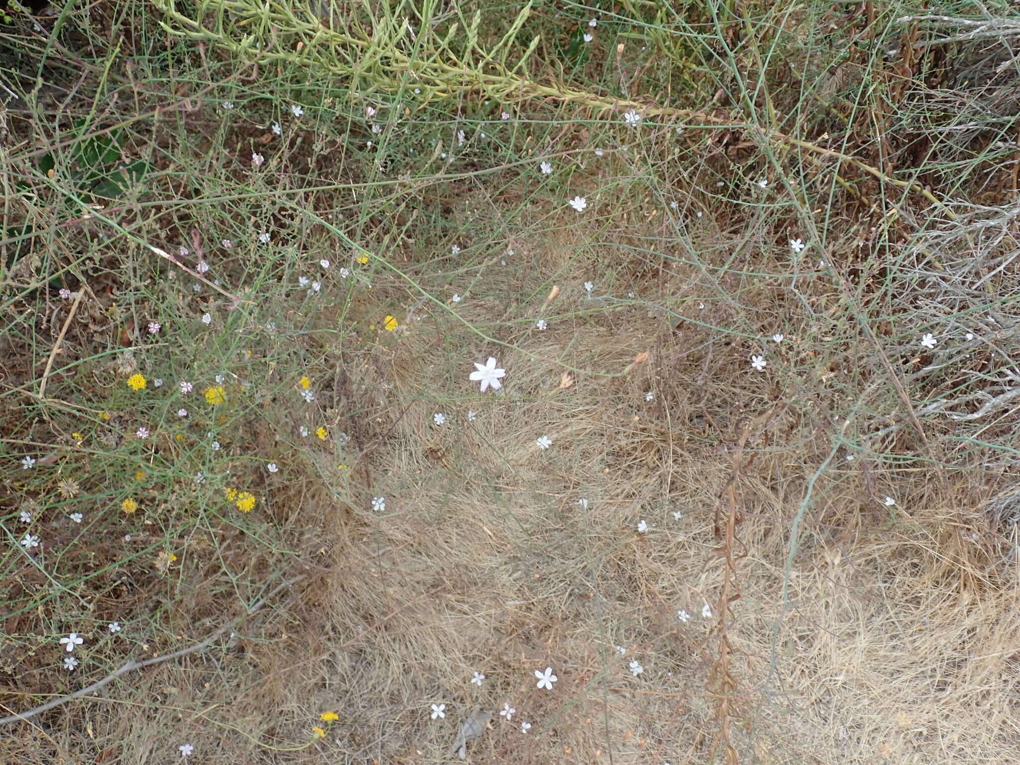 Sivun Stephanomeria exigua subsp. deanei (J. F. Macbr.) Gottlieb kuva