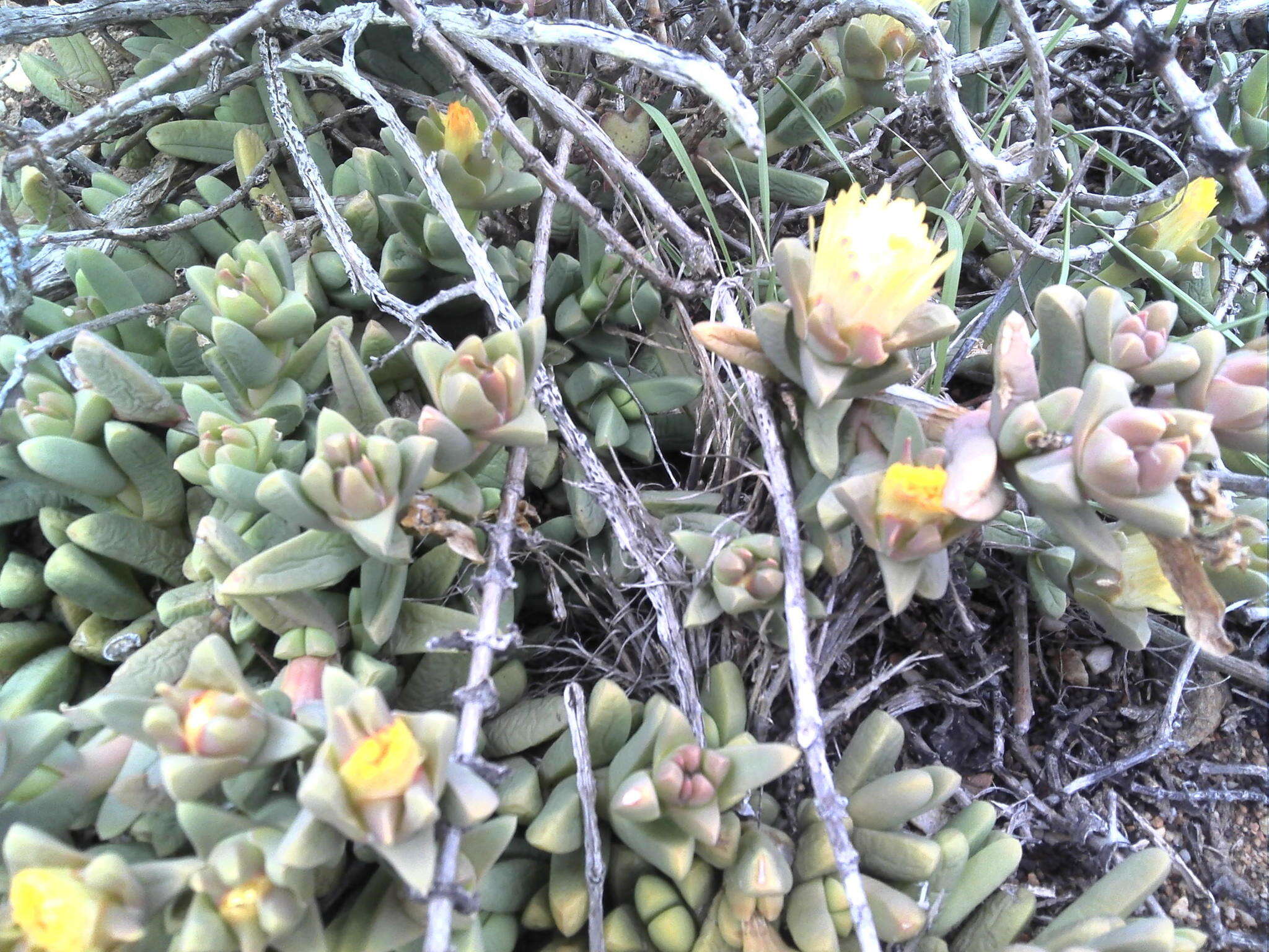 Image of Corpuscularia lehmannii (Eckl. & Zeyh.) Schwant.