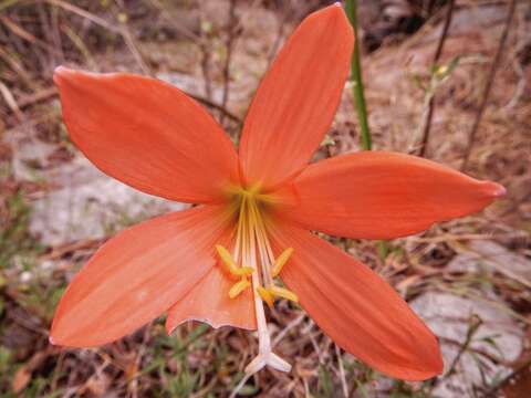 Image of Zephyranthes bifolia (Aubl.) M. Roem.